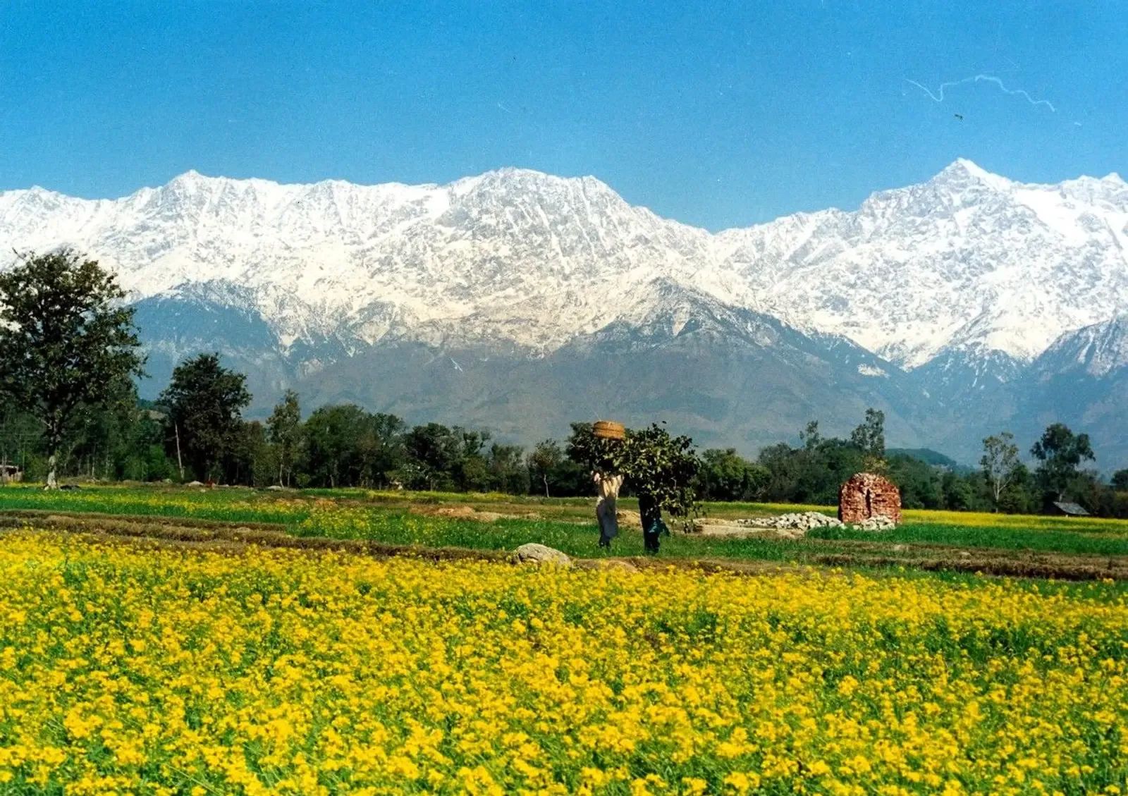 A field of yellow mustard in flower with the snow wall of the Dhauladhar rising straight up behind it.