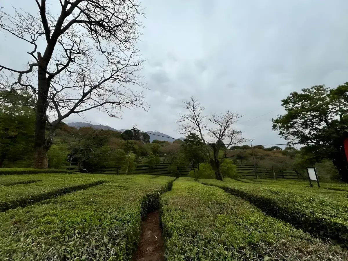 Bare-branched trees along the edge of a tea garden under a flat grey sky, the clipped rows running away behind them