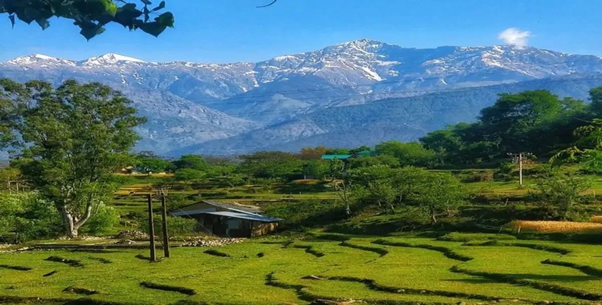 Terraced green fields with a low tin-roofed shed and scattered trees, power poles running through them, and a long ridge of snow-covered peaks rising behind under a clear blue sky.