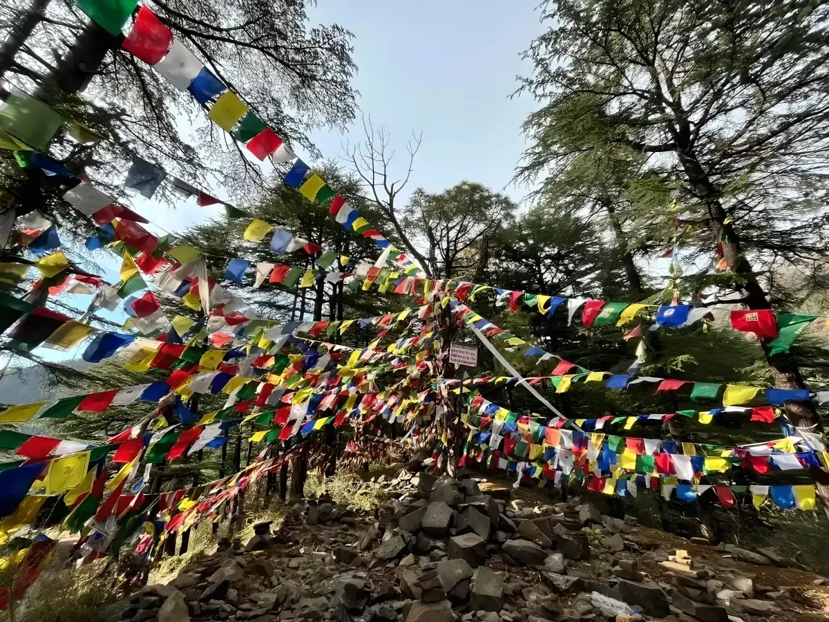 A flagged path climbing between tall deodars, prayer flags strung the length of it against a blue sky