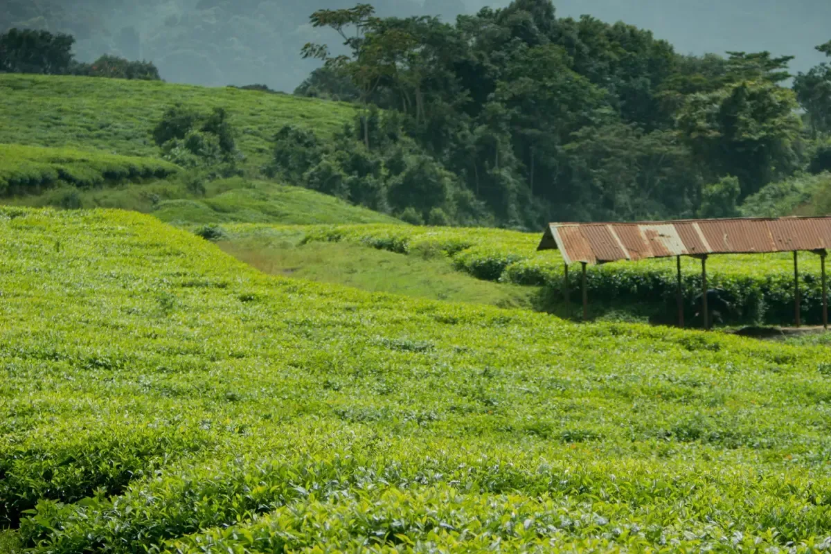 A wide tea garden falling away in clipped rows, a low working shed at the far edge and hills behind