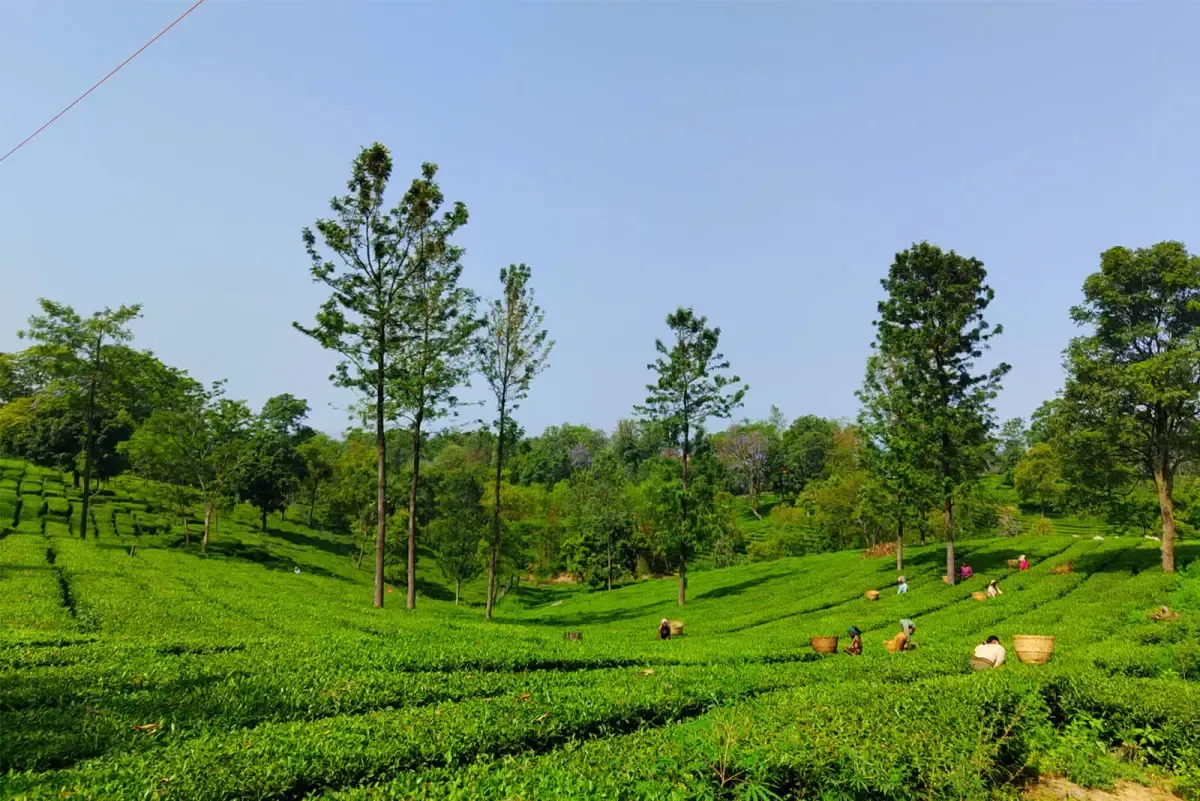Rows of clipped tea bushes running back towards tall trees under an open sky