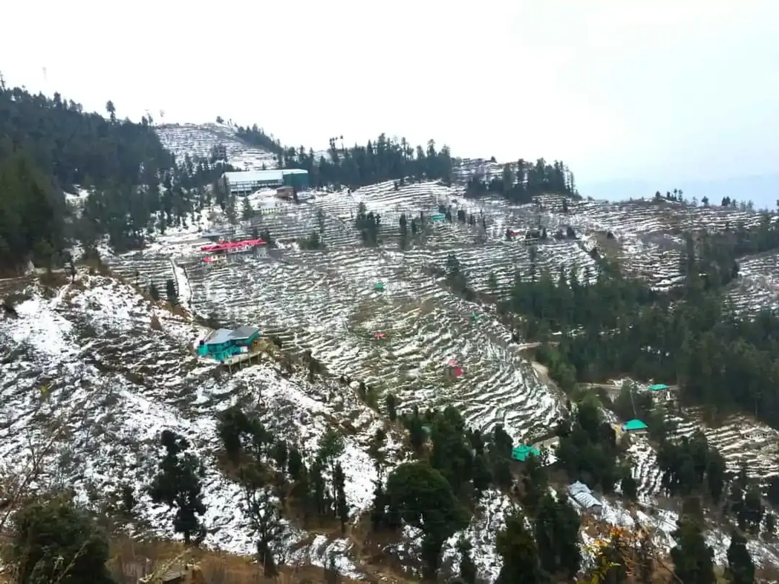 Fresh snow lying over the terraced slopes and pine above Shimla, with hotel roofs scattered through the trees.