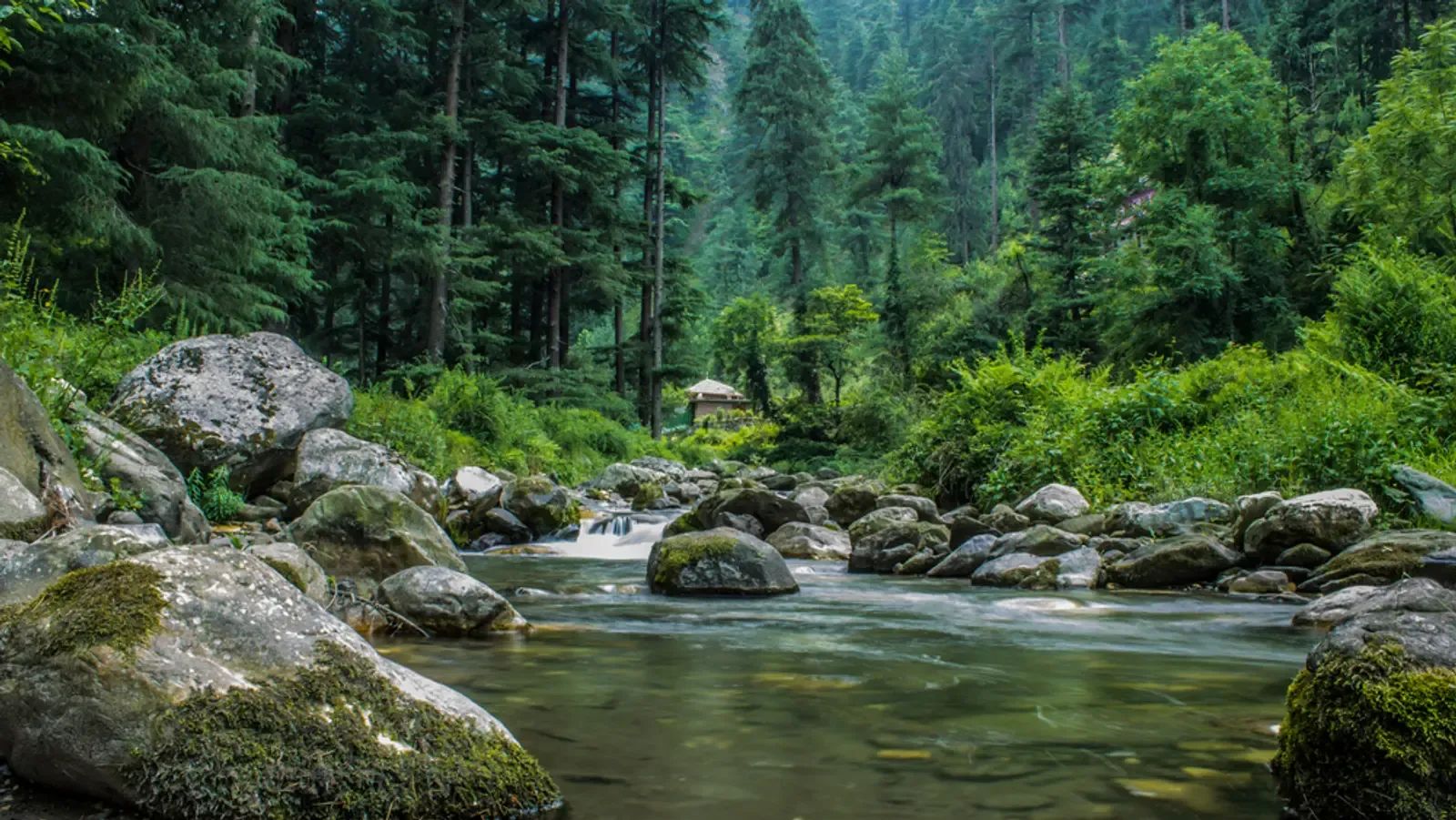 A clear river running over pale boulders between steep banks of dense green forest.